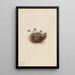Vergerette alpine Erigeron unalaschcensis - Mary Vaux Walcott — framed artwork on a wall