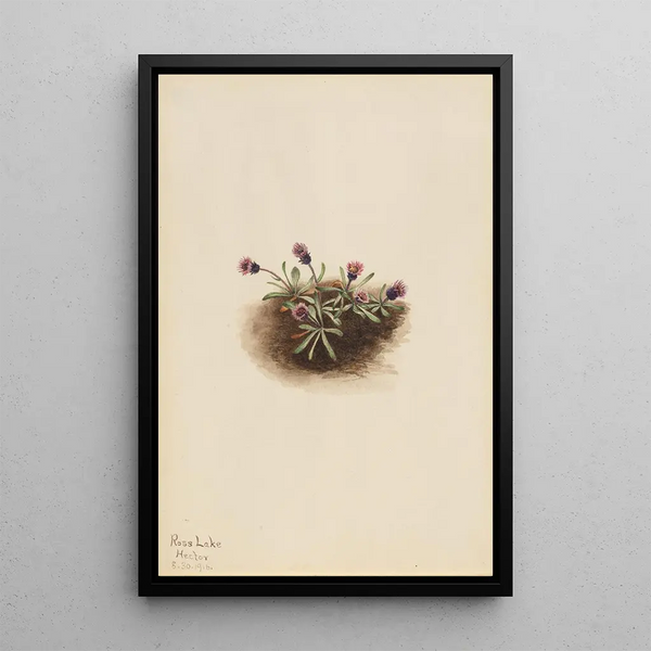 Vergerette alpine Erigeron unalaschcensis - Mary Vaux Walcott — framed artwork on a wall