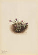 Vergerette alpine Erigeron unalaschcensis - Mary Vaux Walcott — artwork view