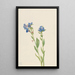Myosotis des Alpes Myosotis alpestris - Mary Vaux Walcott — framed artwork on a wall