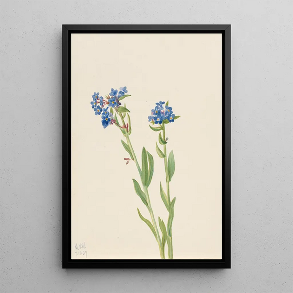Myosotis des Alpes Myosotis alpestris - Mary Vaux Walcott — framed artwork on a wall