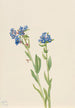 Myosotis des Alpes Myosotis alpestris - Mary Vaux Walcott — artwork view