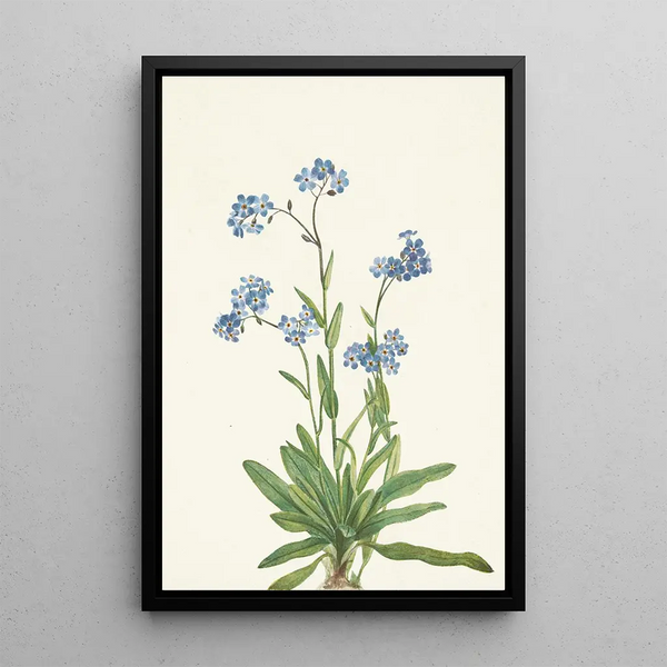 Myosotis des Alpes Myosotis alpestris - Mary Vaux Walcott — framed artwork on a wall