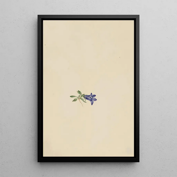 Alpine Bellflower - Mary Vaux Walcott — framed artwork on a wall