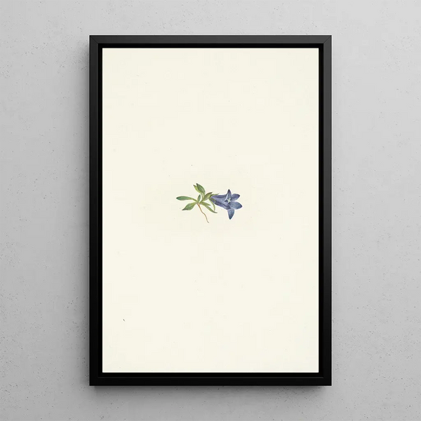 Campanule alpine Campanula lasiocarpa - Mary Vaux Walcott — framed artwork on a wall