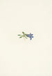 Campanule alpine Campanula lasiocarpa - Mary Vaux Walcott — artwork view