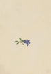 Alpine Bellflower - Mary Vaux Walcott — artwork view