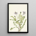 Astragale alpine Astragalus alpinus - Mary Vaux Walcott — framed artwork on a wall