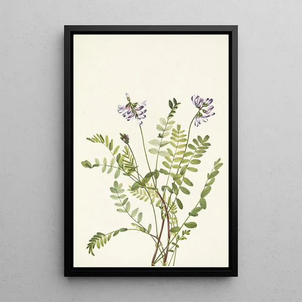 Astragale alpine Astragalus alpinus - Mary Vaux Walcott — framed artwork on a wall