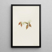 Oxytropis alpine Oxytropis podocarpa - Mary Vaux Walcott — framed artwork on a wall