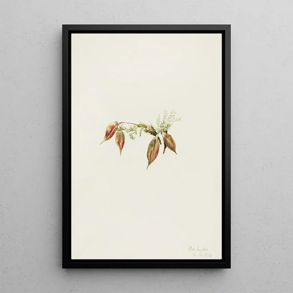Oxytropis alpine Oxytropis podocarpa - Mary Vaux Walcott — framed artwork on a wall