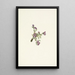 Flower of Oxytropis alpine Oxytropis podocarpa - Mary Vaux Walcott — framed artwork on a wall
