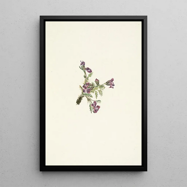 Flower of Oxytropis alpine Oxytropis podocarpa - Mary Vaux Walcott — framed artwork on a wall
