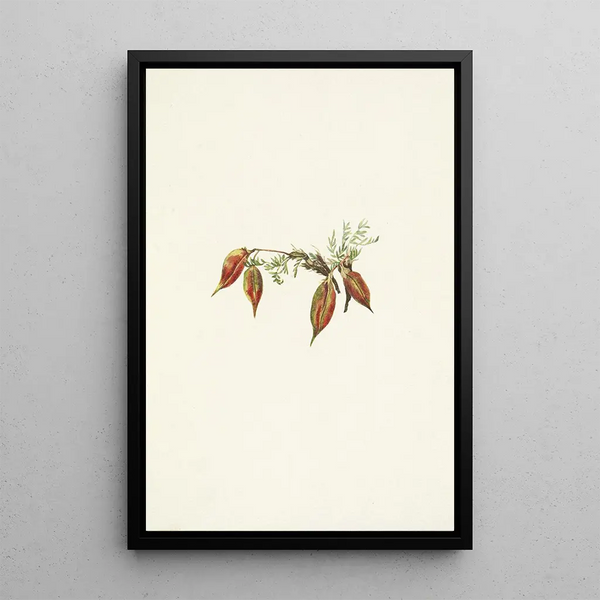 Fruit d'oxytropis alpine Oxytropis podocarpa - Mary Vaux Walcott — framed artwork on a wall