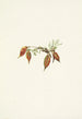 Fruit d'oxytropis alpine Oxytropis podocarpa - Mary Vaux Walcott — artwork view