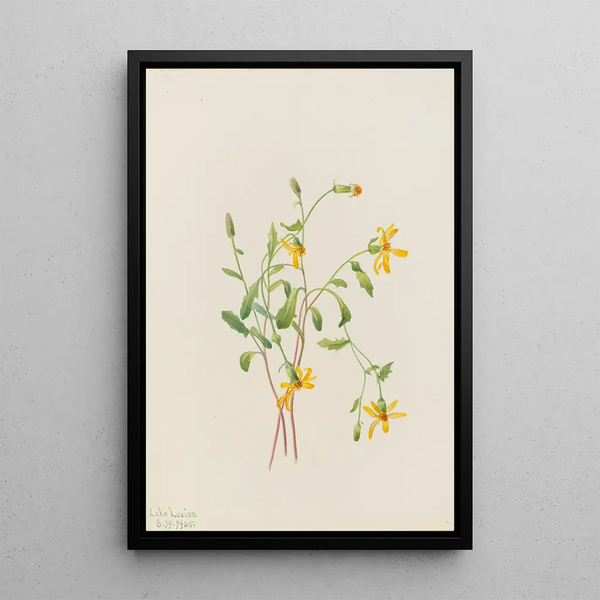 Alpine Senecio Painting Senecio species - Mary Vaux Walcott — framed artwork on a wall