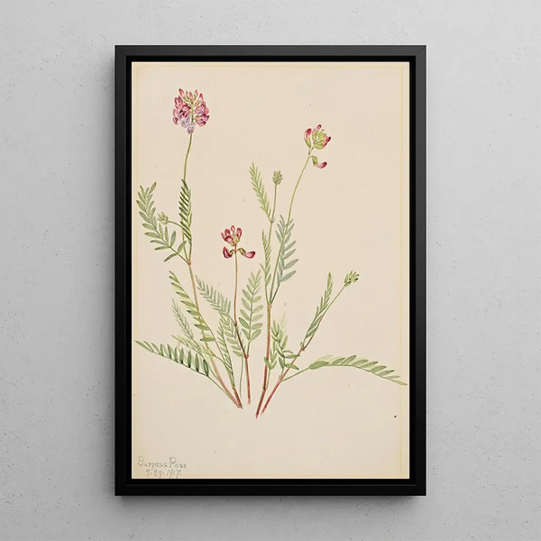 Vesce alpine Astragalus bourgovii - Mary Vaux Walcott — framed artwork on a wall