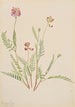 Vesce alpine Astragalus bourgovii - Mary Vaux Walcott — artwork view