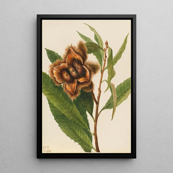 American Chestnut Tree Painting Castanea dentata - Mary Vaux Walcott — framed artwork on a wall