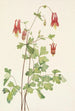 Ancolie du Canada Aquilegia canadensis - Mary Vaux Walcott — artwork view