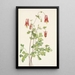 Ancolie du Canada Aquilegia canadensis - Mary Vaux Walcott — framed artwork on a wall