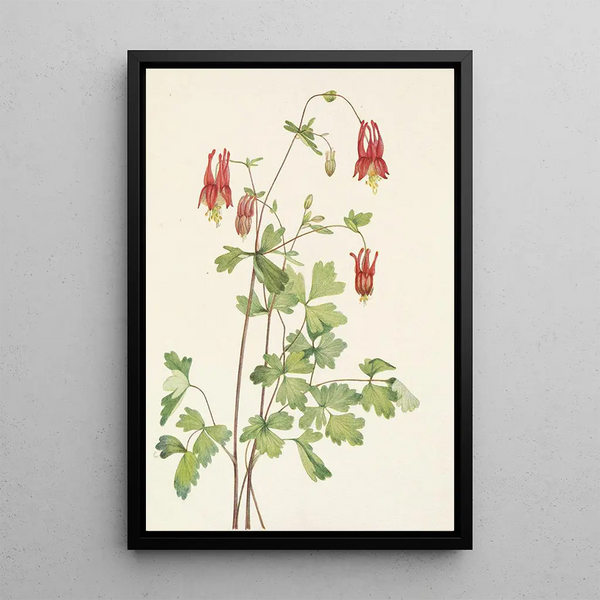 Ancolie du Canada Aquilegia canadensis - Mary Vaux Walcott — framed artwork on a wall