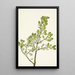 American Gui Painting Phoradendron flavescens - Mary Vaux Walcott — framed artwork on a wall