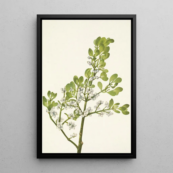 American Gui Painting Phoradendron flavescens - Mary Vaux Walcott — framed artwork on a wall