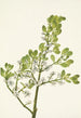 American Gui Painting Phoradendron flavescens - Mary Vaux Walcott — artwork view
