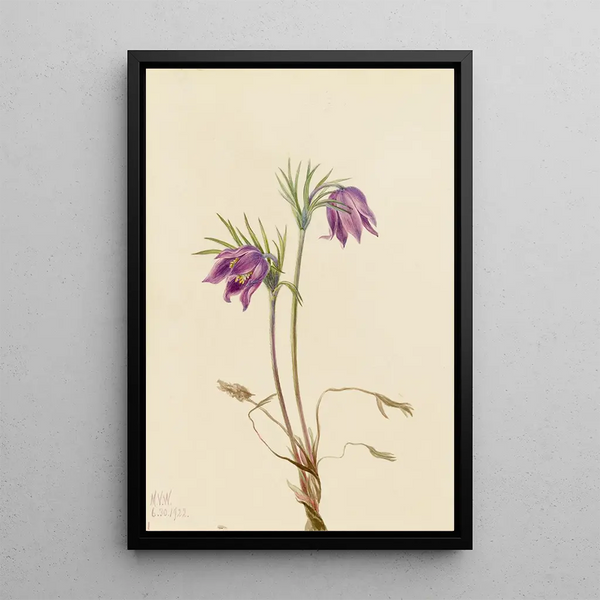 Anémone pulsatille américaine Pulsatilla ludoviciana - Mary Vaux Walcott — framed artwork on a wall