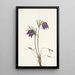 Flower of American Pasque Flower Pulsatilla ludoviciana - Mary Vaux Walcott — framed artwork on a wall