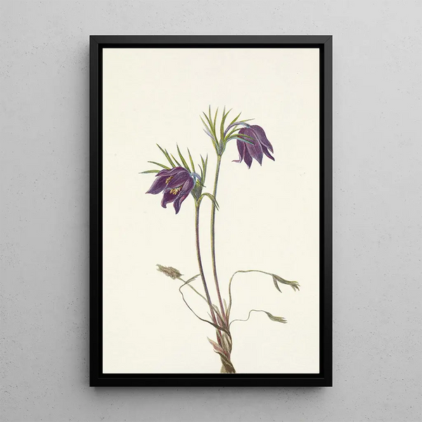 Flower of American Pasque Flower Pulsatilla ludoviciana - Mary Vaux Walcott — framed artwork on a wall