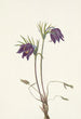 Flower of American Pasque Flower Pulsatilla ludoviciana - Mary Vaux Walcott — artwork view