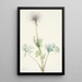 American Pasque Flower Pulsatilla ludoviciana - Mary Vaux Walcott — framed artwork on a wall