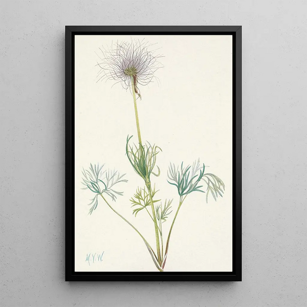 American Pasque Flower Pulsatilla ludoviciana - Mary Vaux Walcott — framed artwork on a wall