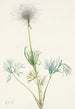 American Pasque Flower Pulsatilla ludoviciana - Mary Vaux Walcott — artwork view