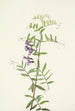 Vesce américaine Vicia americana - Mary Vaux Walcott — artwork view