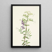Vesce américaine Vicia americana - Mary Vaux Walcott — framed artwork on a wall