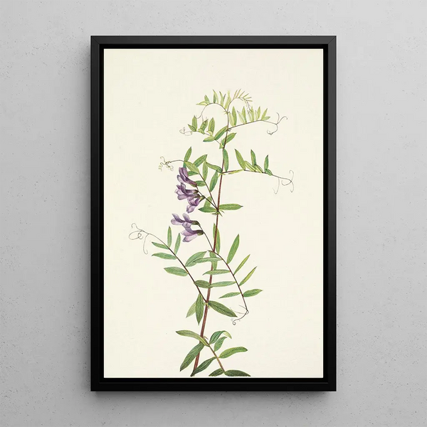Vesce américaine Vicia americana - Mary Vaux Walcott — framed artwork on a wall