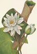 American Water Lily Castalia odorata - Mary Vaux Walcott — artwork view