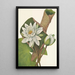 American Water Lily Castalia odorata - Mary Vaux Walcott — framed artwork on a wall