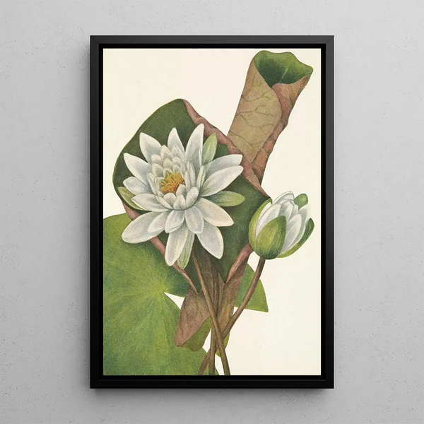 American Water Lily Castalia odorata - Mary Vaux Walcott — framed artwork on a wall