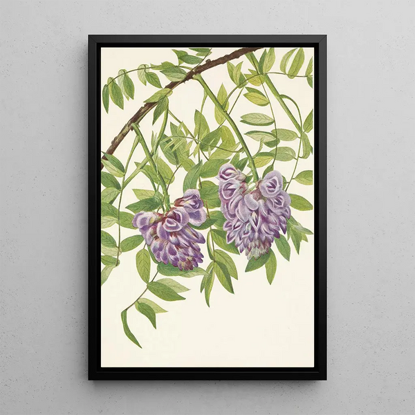 American Wisteria Kraunhia frutescens - Mary Vaux Walcott — framed artwork on a wall