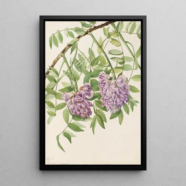 American Wisteria Kraunhia frutescens - Mary Vaux Walcott — framed artwork on a wall