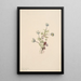 Anémone Anemone drummondii - Mary Vaux Walcott — framed artwork on a wall