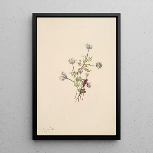 Anémone Anemone drummondii - Mary Vaux Walcott — framed artwork on a wall