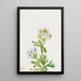 Anémone Anemone zephyra - Mary Vaux Walcott — framed artwork on a wall