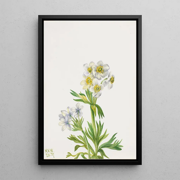 Anémone Anemone zephyra - Mary Vaux Walcott — framed artwork on a wall