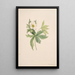 Anémone du Canada Anemone canadensis - Mary Vaux Walcott — framed artwork on a wall