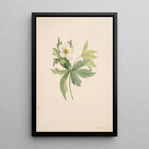 Anémone du Canada Anemone canadensis - Mary Vaux Walcott — framed artwork on a wall